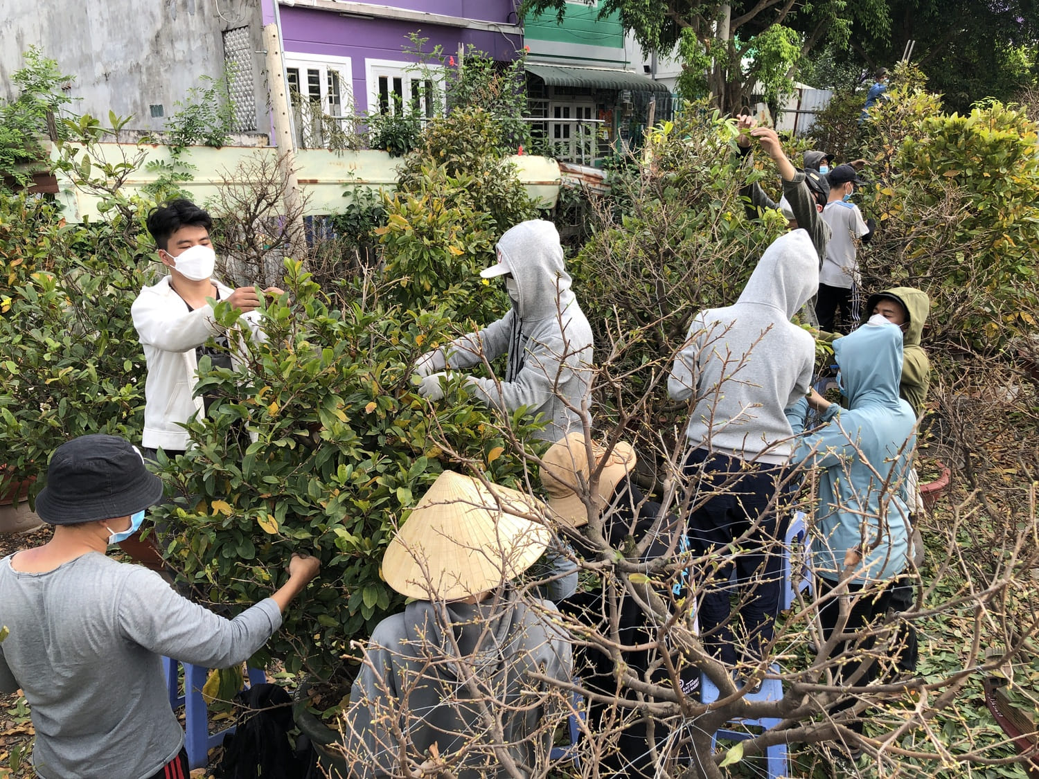 Dịch vụ chăm sóc mai vàng tại nhà